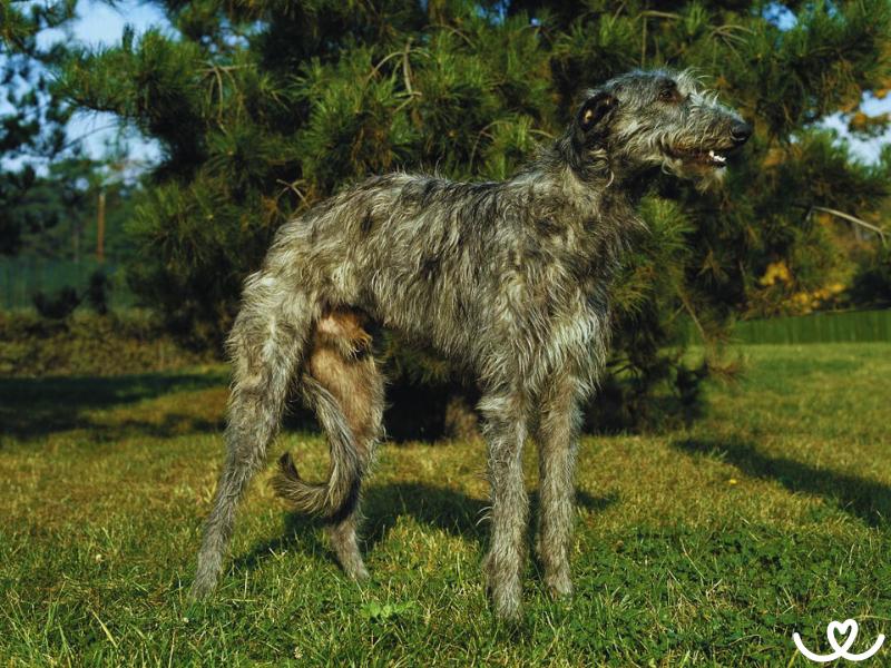 Psi-plemeno-deerhound (6)